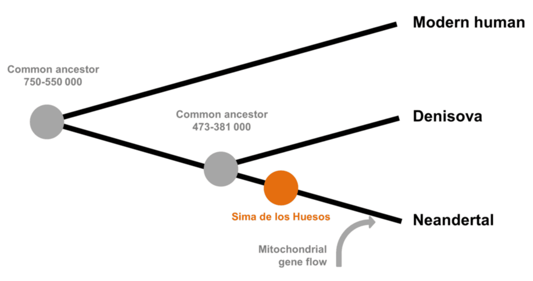 Figure 1: a simplified schematic of the evolutionary history of _Homo sapiens_, Neanderthals, Denisovans, and their common ancestor
