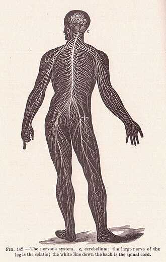 The human nervous system, c. 1908