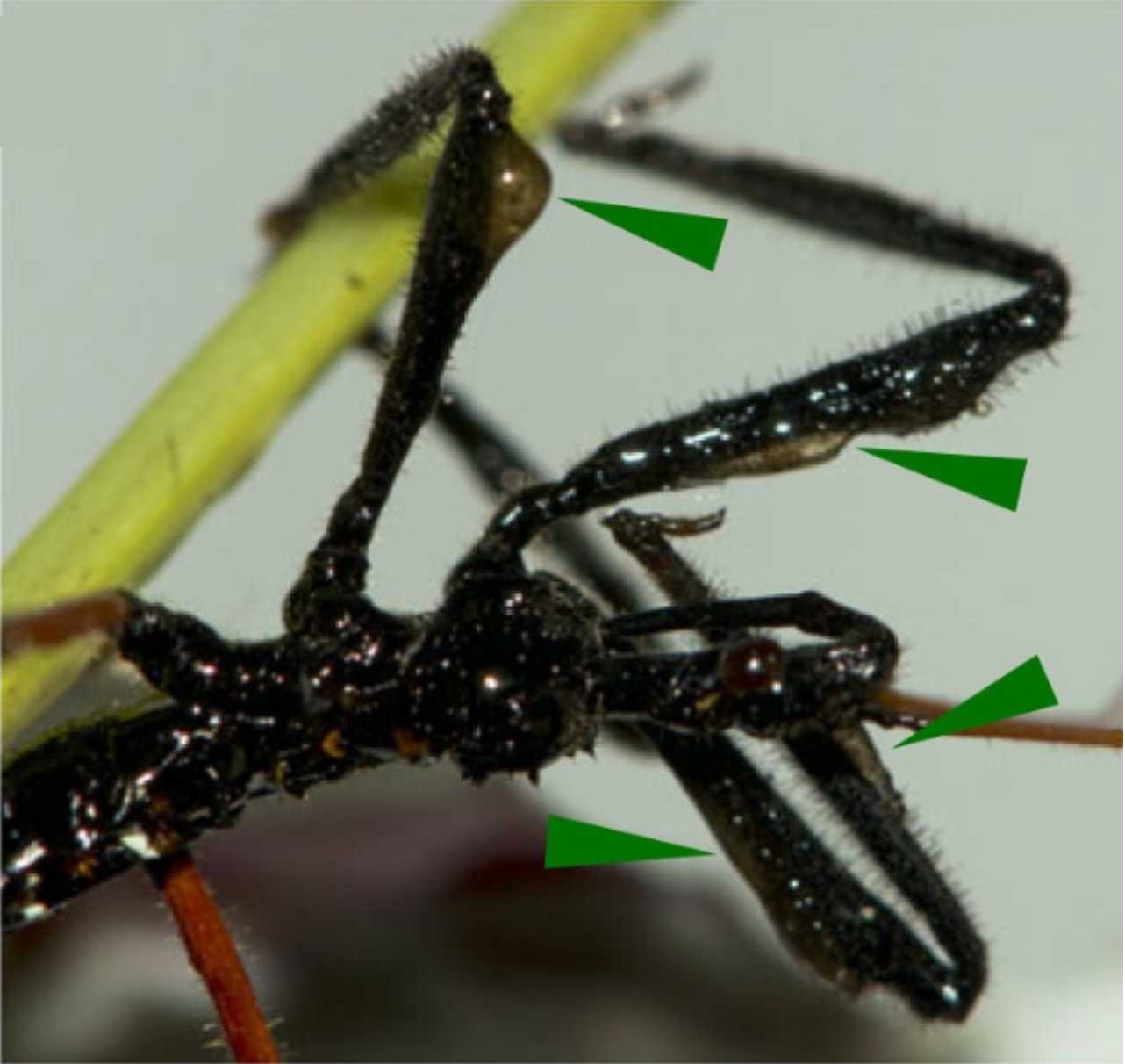 An assassin bug using leaf resin on its limbs