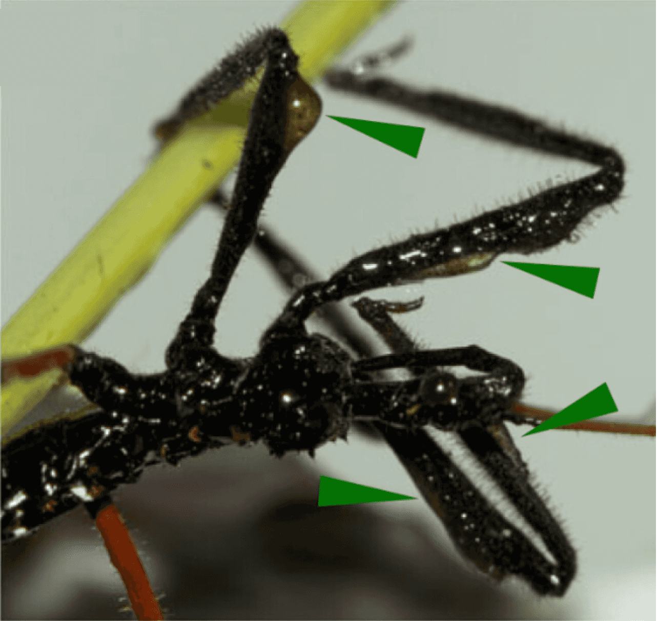 An assassin bug using leaf resin on its limbs