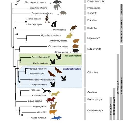 The phylogeny of mammals