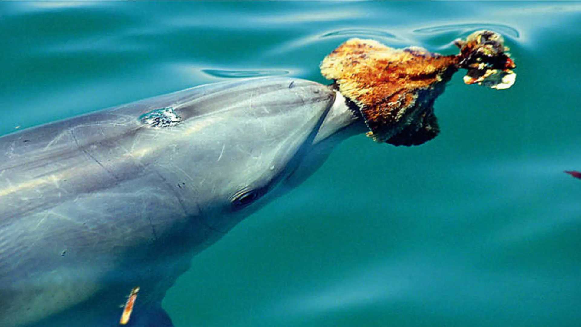A dolphin wearing a sponge on its snout