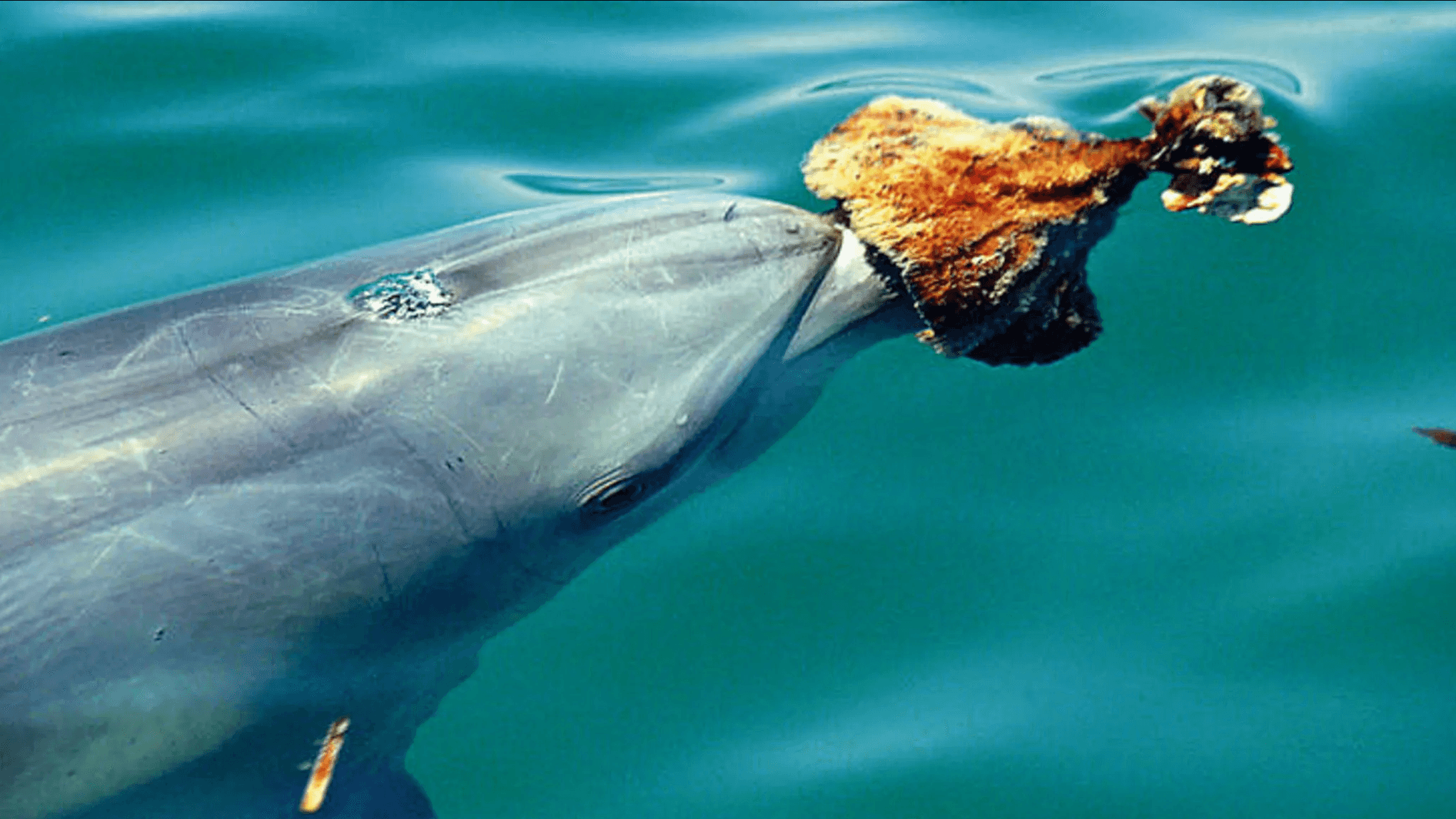 A dolphin wearing a sponge on its snout