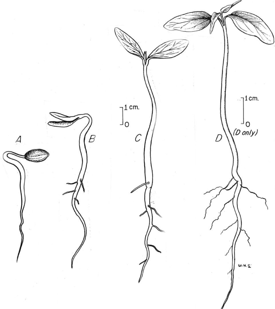 A germinating seed